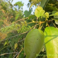 Terminalia chebula Retz.